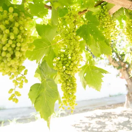 El Verano Kardamena (Kos)